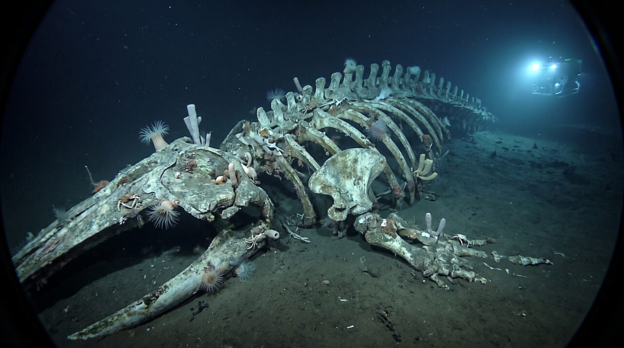 Depois que uma baleia afunda no oceano, seus ossos podem alimentar comunidades inteiras por décadas no fundo do mar