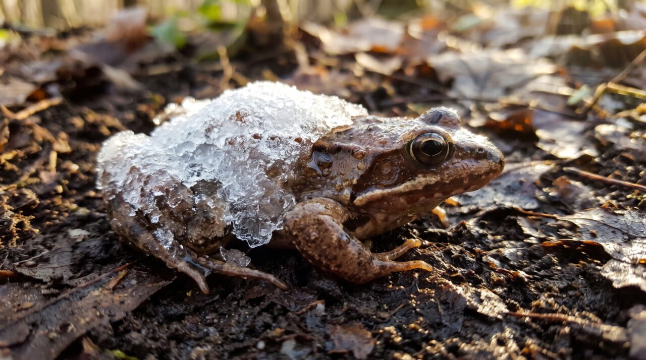 A rã que congela até parar de respirar no inverno e volta a se mover quando a temperatura sobe