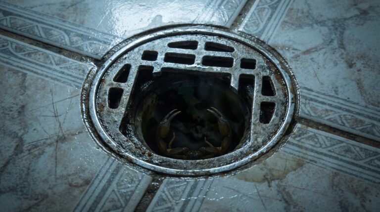 Ralo sem tela vira uma abertura permanente entre a casa e áreas escondidas da construção, e uma barreira simples ajuda na prevenção