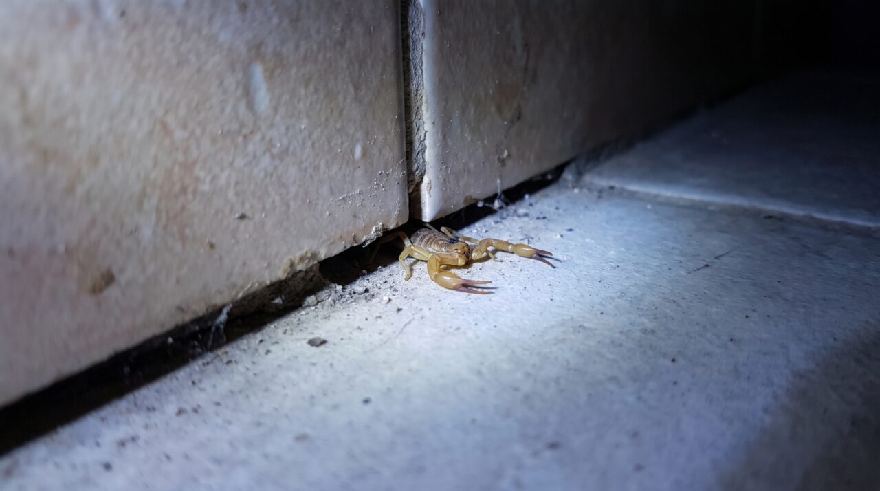 Pequena fresta atrás do rodapé parece irrelevante, mas pode funcionar como abrigo para animais que preferem cantos escuros da casa