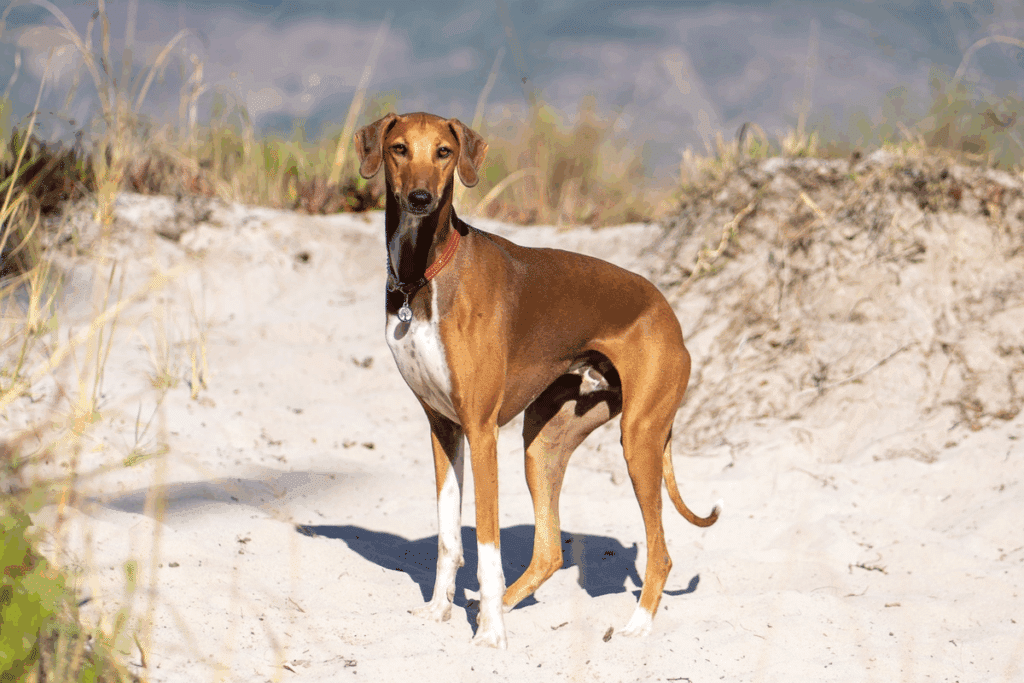 Azawakh: conheça esse antigo cão de caça que se destaca pela aparência magra e elegante